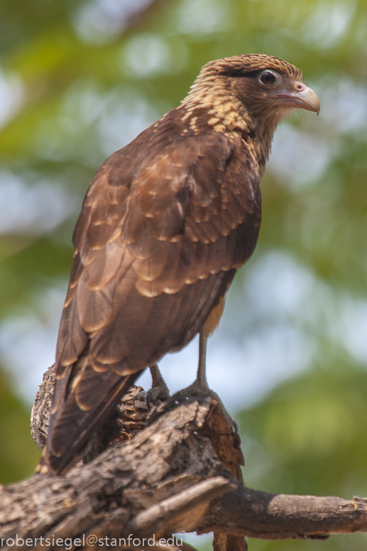 caracara